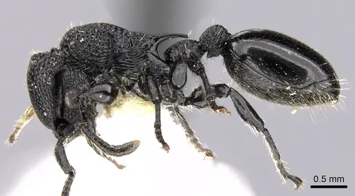 Procryptocerus eladio specimen