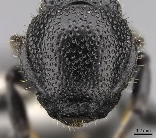 Procryptocerus eladio - LACMENT140642