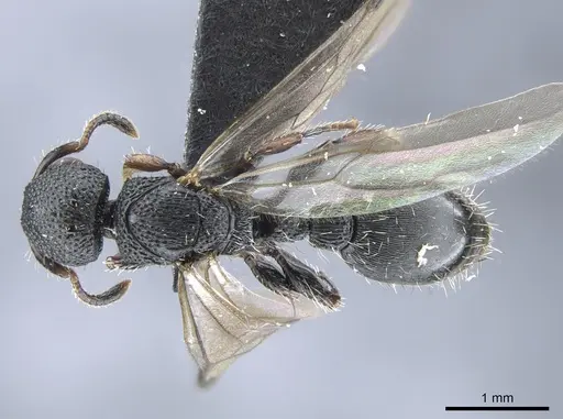 Procryptocerus elegans specimen