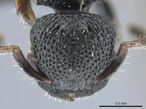 Procryptocerus elegans specimen