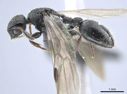 Procryptocerus elegans specimen