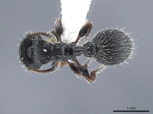 Procryptocerus ferreri specimen