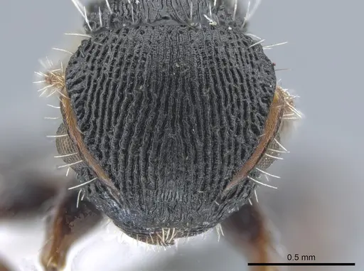 Procryptocerus ferreri specimen