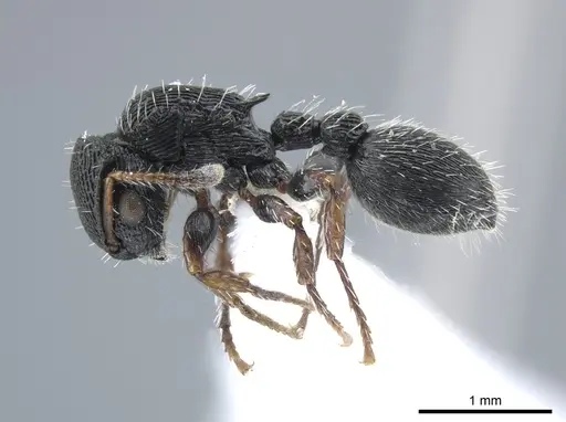 Procryptocerus ferreri specimen