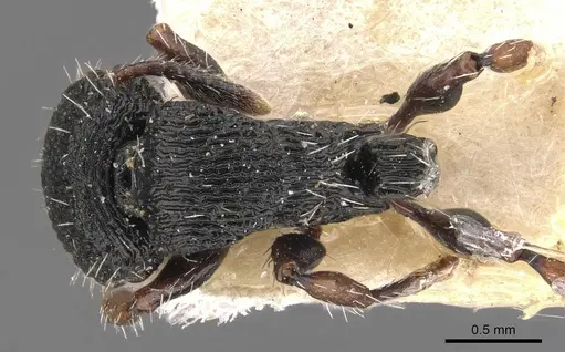 Procryptocerus ferreri - CASENT0909246