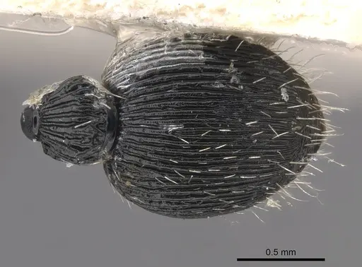 Procryptocerus ferreri - CASENT0909246