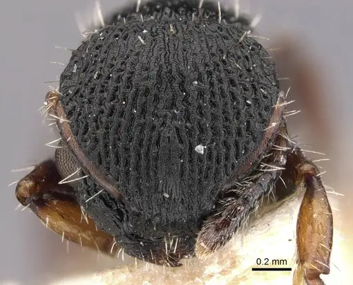 Procryptocerus ferreri - CASENT0909246