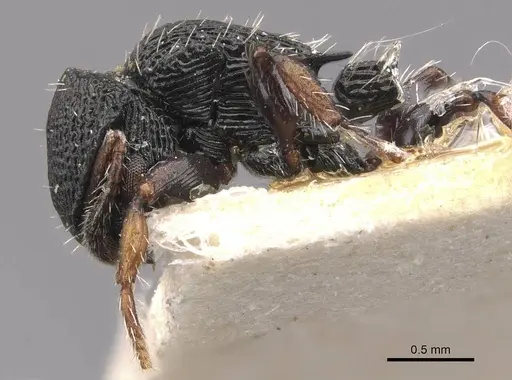 Procryptocerus ferreri - CASENT0909246