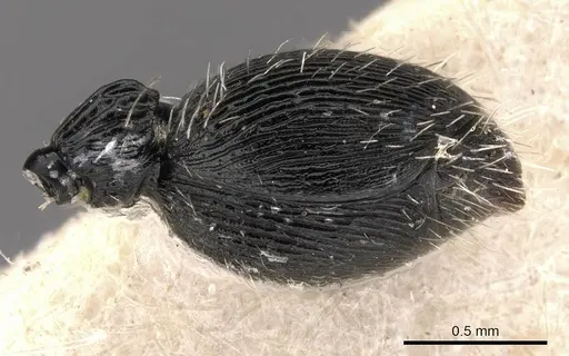 Procryptocerus ferreri - CASENT0909246