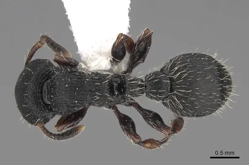 Procryptocerus ferreri - CASENT0922619