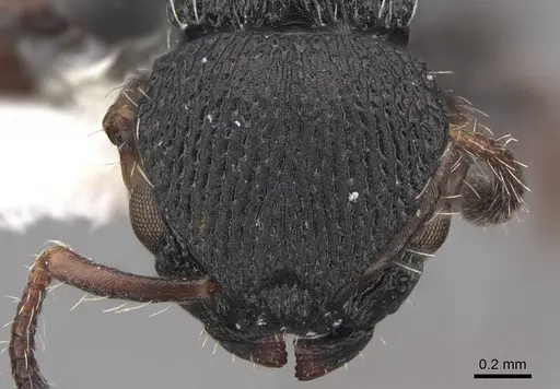 Procryptocerus ferreri - CASENT0922619