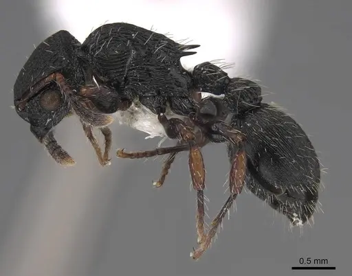 Procryptocerus ferreri - CASENT0922619