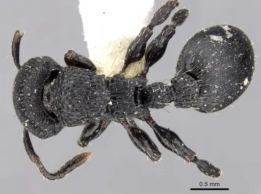 Procryptocerus goeldii specimen