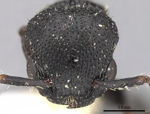 Procryptocerus goeldii specimen