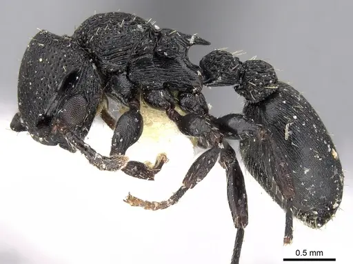 Procryptocerus goeldii specimen