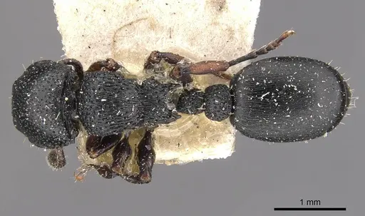 Procryptocerus goeldii - CASENT0909247