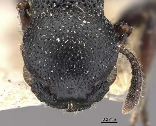 Procryptocerus goeldii - CASENT0909247