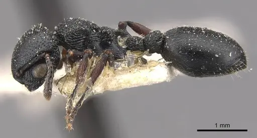 Procryptocerus goeldii - CASENT0909247