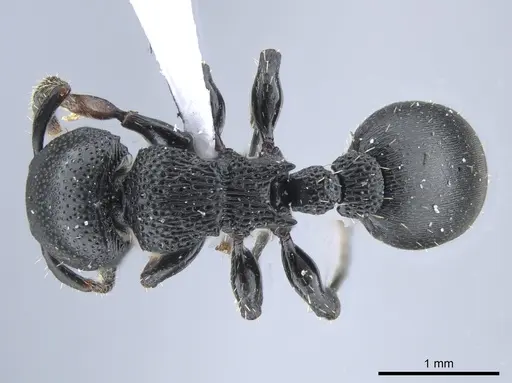 Procryptocerus goeldii - UFV-LABECOL-000631