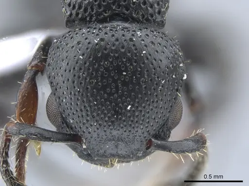 Procryptocerus goeldii - UFV-LABECOL-000631