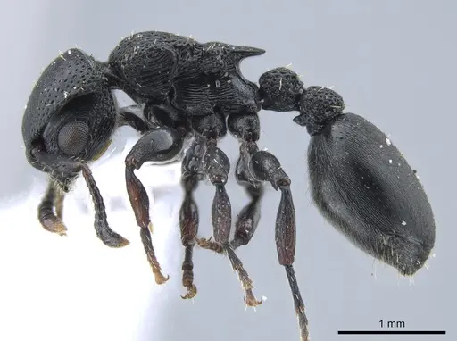 Procryptocerus goeldii - UFV-LABECOL-000631