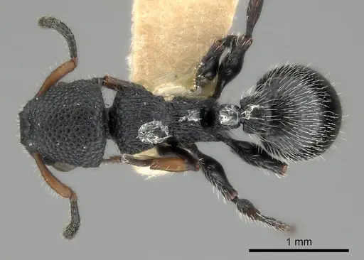 Procryptocerus hirsutus specimen