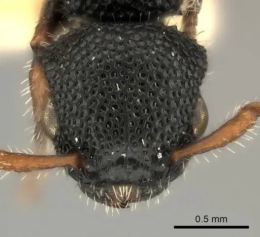 Procryptocerus hirsutus specimen