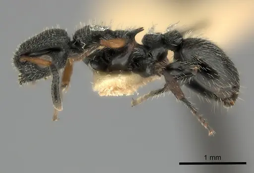 Procryptocerus hirsutus specimen