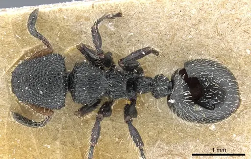 Procryptocerus hirsutus - CASENT0904896