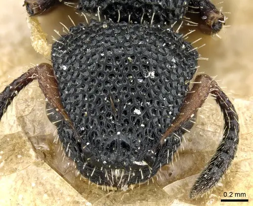 Procryptocerus hirsutus - CASENT0904896