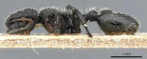 Procryptocerus hirsutus - CASENT0904896