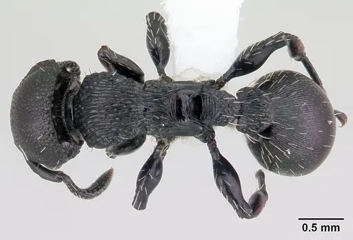 Procryptocerus hylaeus specimen