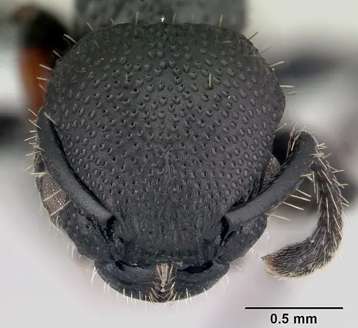 Procryptocerus hylaeus specimen