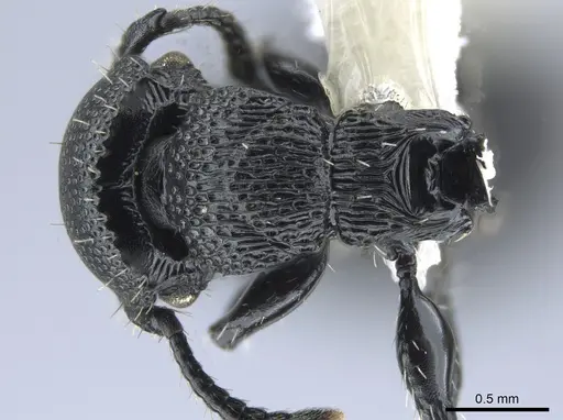 Procryptocerus hylaeus - CASENT0633450