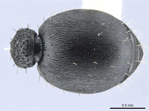 Procryptocerus hylaeus - CASENT0633450