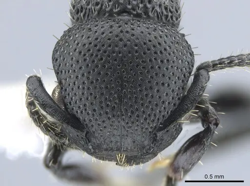 Procryptocerus hylaeus - CASENT0633450