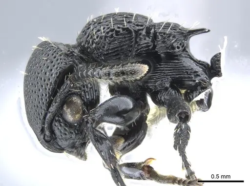 Procryptocerus hylaeus - CASENT0633450
