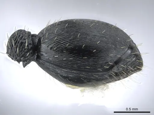 Procryptocerus hylaeus - CASENT0633450