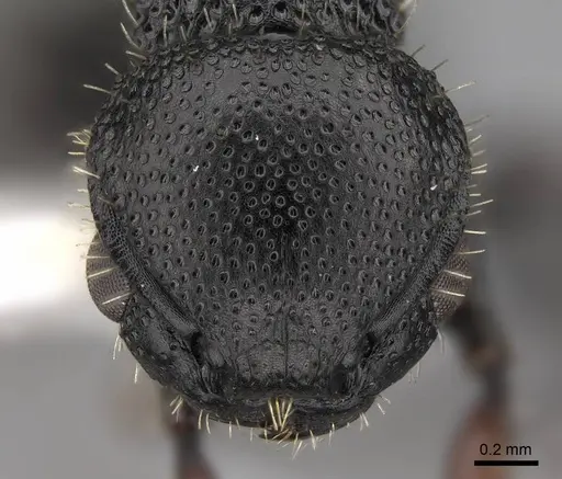 Procryptocerus hylaeus - CASENT0922620