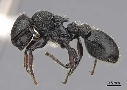 Procryptocerus hylaeus - CASENT0922620