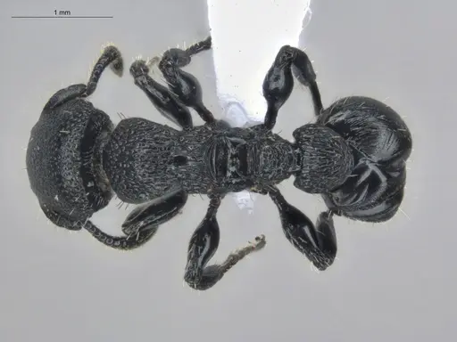 Procryptocerus hylaeus - ECOFOG-BUG-1737-08