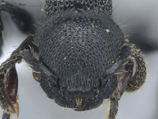 Procryptocerus hylaeus - ECOFOG-BUG-1737-08