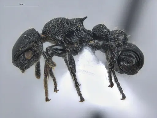 Procryptocerus hylaeus - ECOFOG-BUG-1737-08