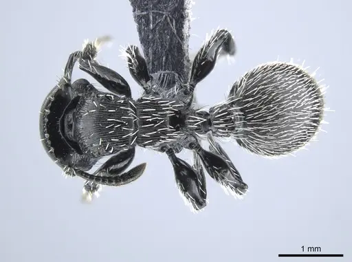 Procryptocerus impressus specimen