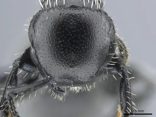 Procryptocerus impressus specimen