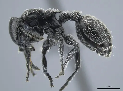 Procryptocerus impressus specimen