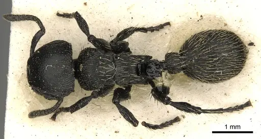 Procryptocerus impressus - CASENT0900226