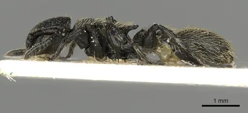 Procryptocerus impressus - CASENT0900226