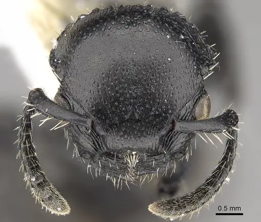 Procryptocerus impressus - CASENT0914488