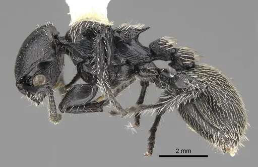 Procryptocerus impressus - CASENT0914488